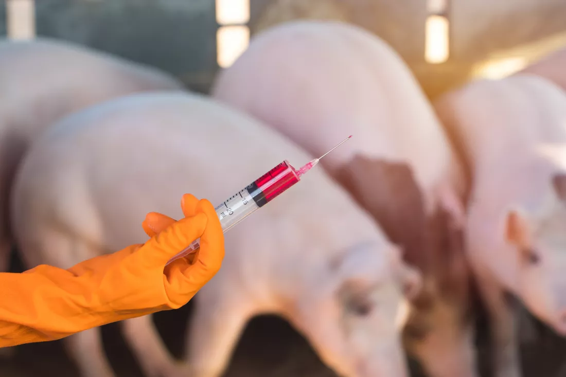 cropped-hand-vet-holding-syringe-against-pigs
